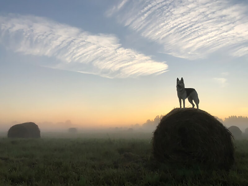 Одинокая собака, стоящая на стоге сена на фоне заката