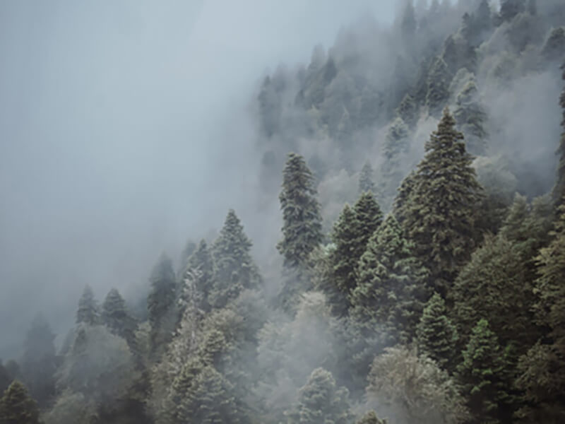 Верхушки хвойных деревьев в тумане